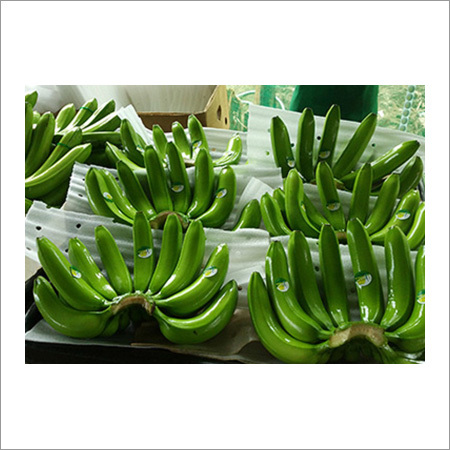 Fresh Green Banana Fresh Green Banana