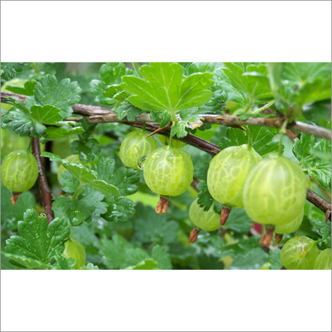 Amla or Gooseberry