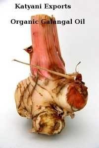 Organic Galangal Oil