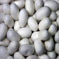 Peptones Fermentation