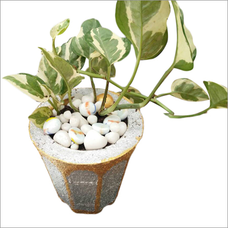 Money Plant