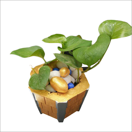 Green Pothos Money Plant