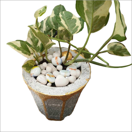 Flower Plants