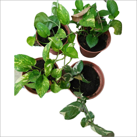 Mix Money Plant