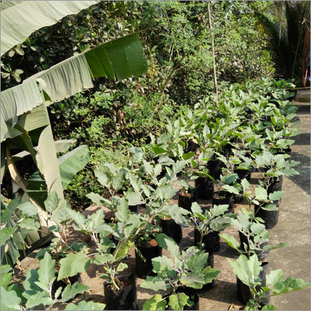 Rose Plant