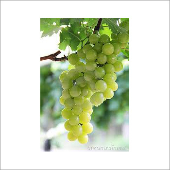 Fresh Grapes