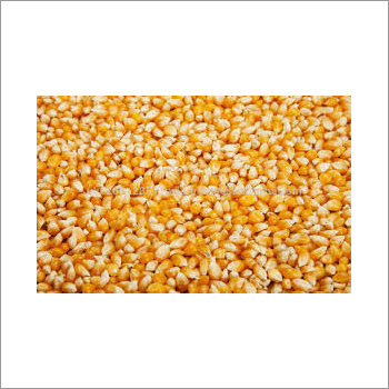 Yellow Corn