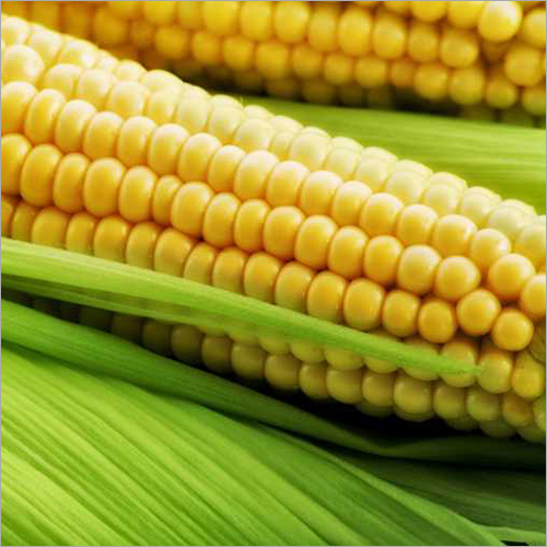 Maize