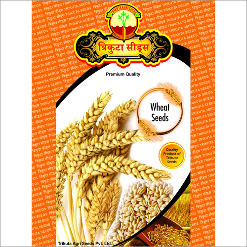 Wheat Seeds