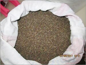 Hibiscus Sorrel Seeds - Small Size, 99% Purity | High Germination, Fast Growth, Organic, Non-GMO, Versatile Uses