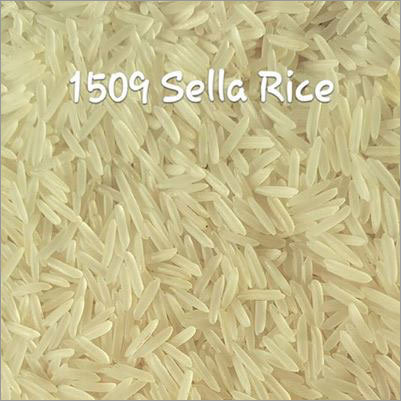 1509 Sella Rice