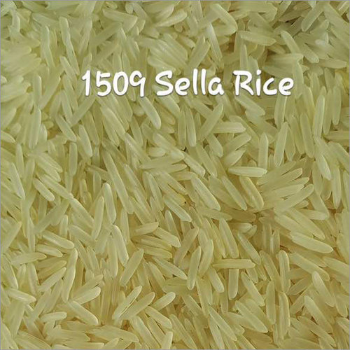 1509 Sella Rice