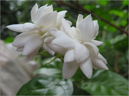 Mogra Attar