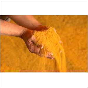 Corn DDG