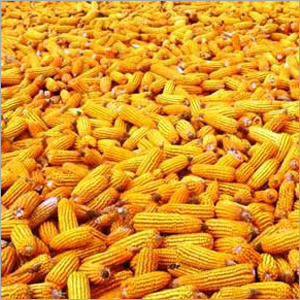 Corn Gluten Meal