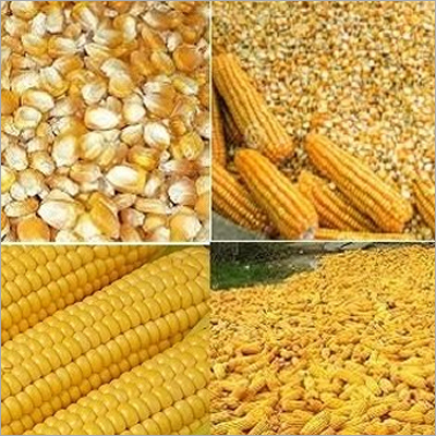 Corn Gluten Meal