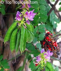Abrus Precatprius Extract