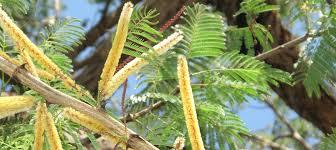 Acacia Catechu Extract