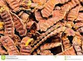 Acacia Concinna Extract