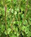 Achyranthes Aspera Extract
