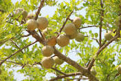 Aegle Marmelos Extract