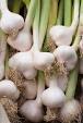 Allium Sativum Extract