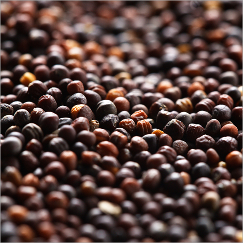 Canola Seeds