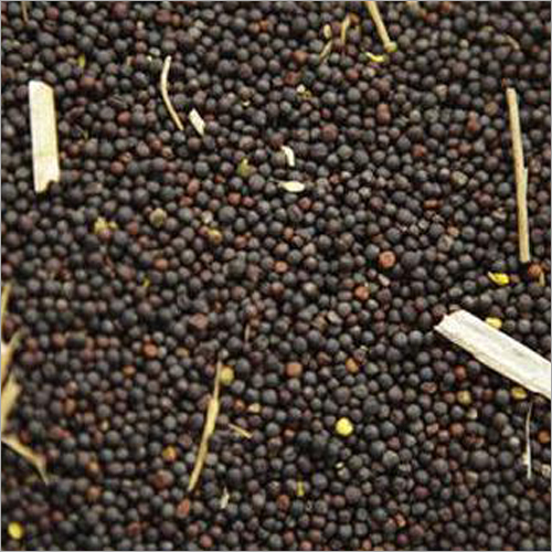Canola Seeds