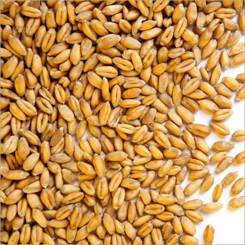 Wheat
