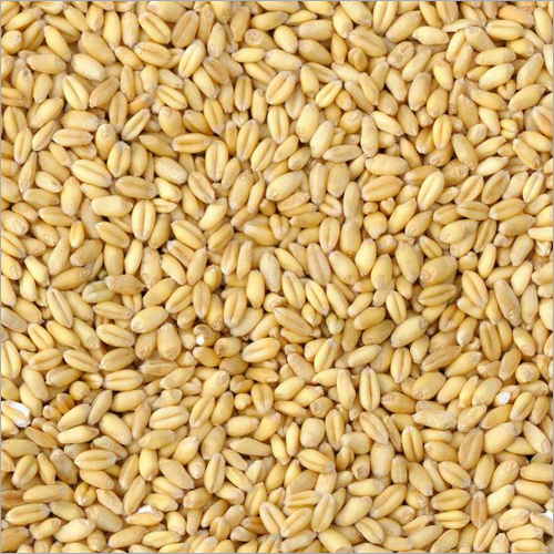 Wheat