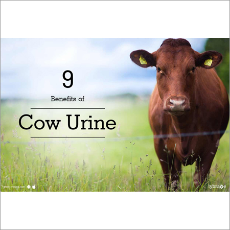 Desi Cow Urine