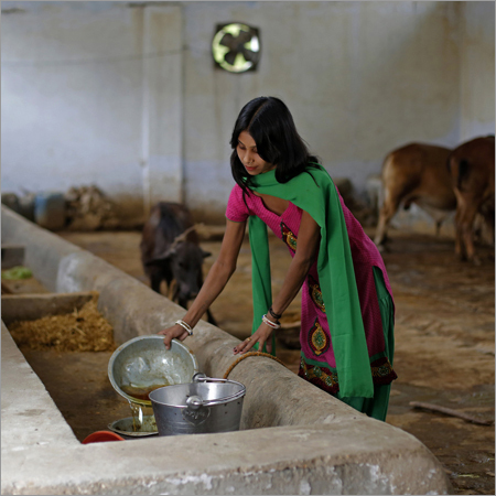 Indigenous Cow Urine