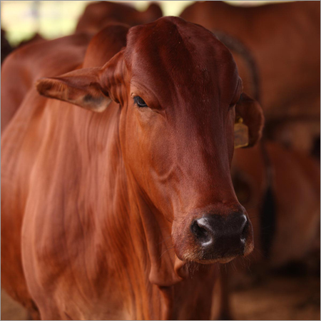 Pure Indigenous Cow Urine