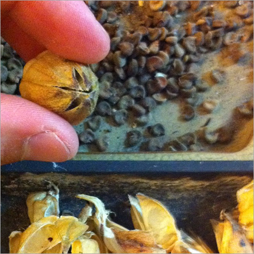 Hibiscus Seeds