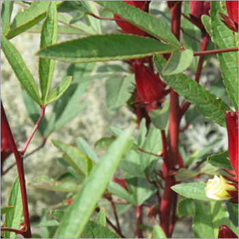 Roselle Leaves - Red Ovate Leaf Bulk Packaging | Healthy Body Relaxes Tension Antidepressant Versatile Use