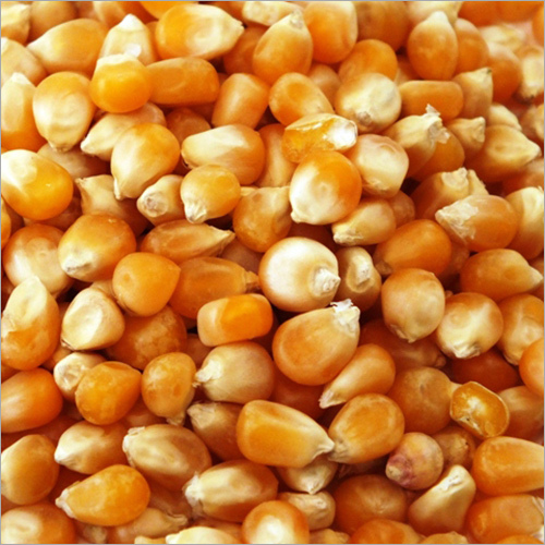 Yellow Maize Corn Yellow Maize Corn