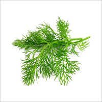 Dill Seed Oil Age Group: Adults