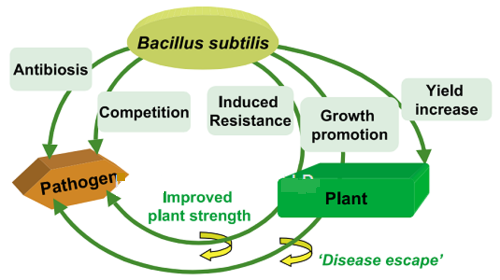 Bacillus Subtilis - 1 x 10^8 CFU/ml Aqueous Solution | Eco-Friendly Fungicide for Disease Control & Plant Growth Enhancement