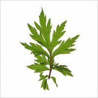 Davana Oil
