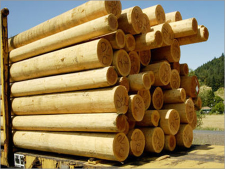 Softwood Logs