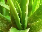 Aloe Indica Extract