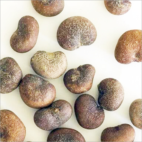 Adansonia Digitata Seeds