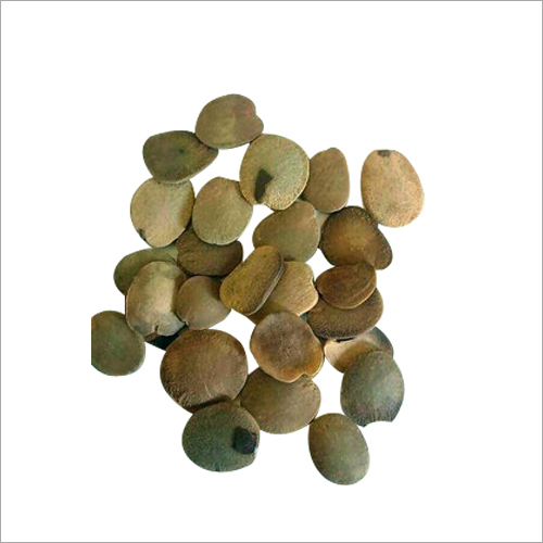 Avilik Seeds