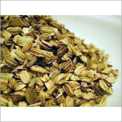 Angelica Seeds