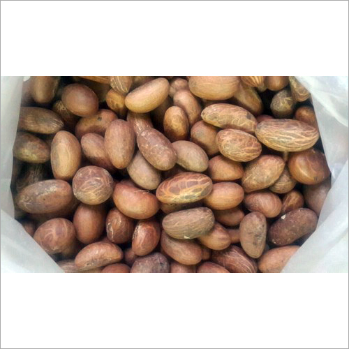 Folic Nodin Seeds