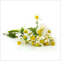 Chamomile Blue Floral Water