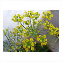 Fennel Sweet Floral Water