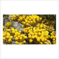 Helichrysum Floral Water