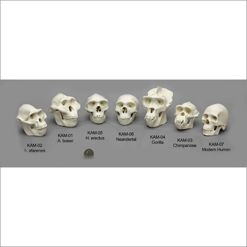 Skull Hominids