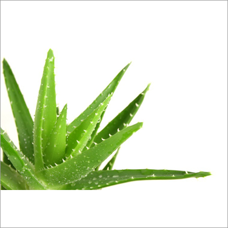 Aloe Vera Leaf